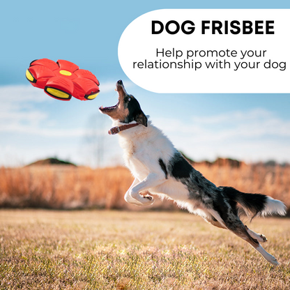 Robson's Pet Co - Dog Frisbee