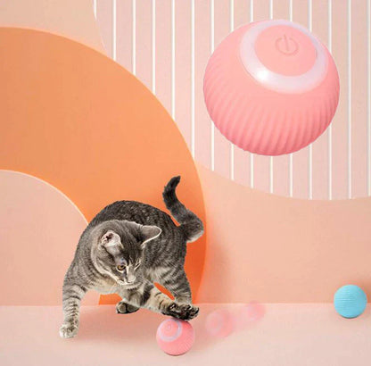 Robson's Pet Co - Interactive Ball