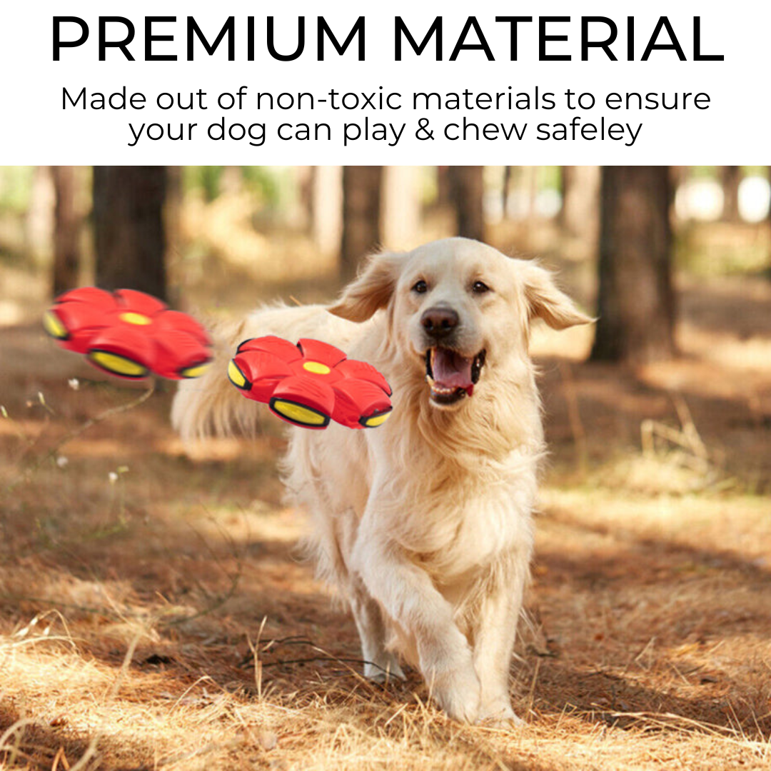 Robson's Pet Co - Dog Frisbee